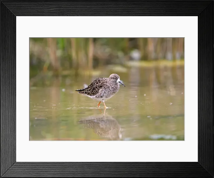 Framed Print : Ruff - Female. Pensthorpe - Norfolk - UK Framed Print : Ruff - Female. Pensthorpe - Norfolk - UK