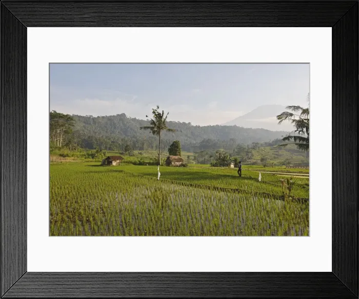 Framed Print : Farmers - in the rice fields / paddies / terraces near Sidemen in Bali - Indonesia Framed Print : Farmers - in the rice fields / paddies / terraces near Sidemen in Bali - Indonesia