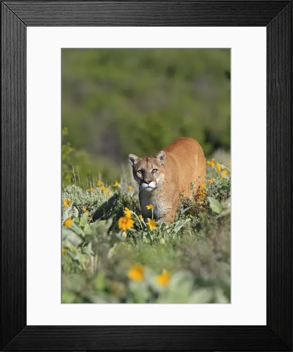 Framed Print : Cougar / Mountain Lion. Montana - USA Framed Print : Cougar / Mountain Lion. Montana - USA