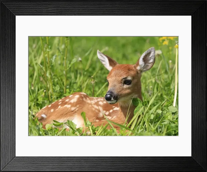 Framed Print : White-tailed Deer - fawn. Minnesota - United States Framed Print : White-tailed Deer - fawn. Minnesota - United States
