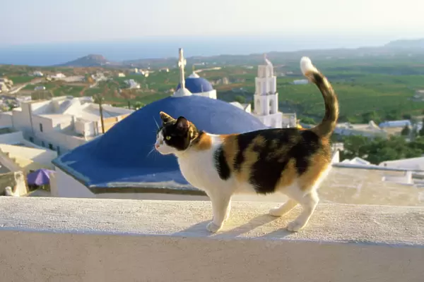 Tortoiseshell & White Cat - Santorini Island - Greece
