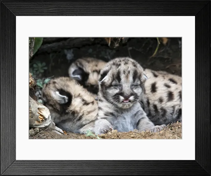 Framed Print : Cougar / Mountain Lion - Babies 3 days old. Montana - USA Framed Print : Cougar / Mountain Lion - Babies 3 days old. Montana - USA