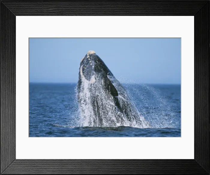 Framed Print : Southern Right Whale WAT 6750 Eubalaena australis © M. Watson / ARDEA LONDON Framed Print : Southern Right Whale WAT 6750 Eubalaena australis © M. Watson / ARDEA LONDON