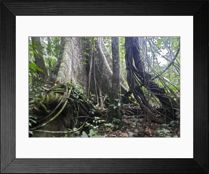 Framed Print : Silk-cotton Tree - in tropical rainforest Central Suriname Nature Reserve South America Framed Print : Silk-cotton Tree - in tropical rainforest Central Suriname Nature Reserve South America