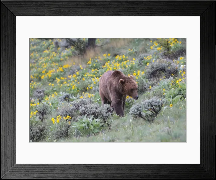 Framed Print : Grizzly bear. Montana - USA Framed Print : Grizzly bear. Montana - USA
