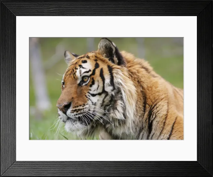 Framed Print : Siberian Tiger Framed Print : Siberian Tiger