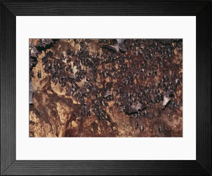 Framed Print : Fruit Bat - at roost, Natal, South Africa Framed Print : Fruit Bat - at roost, Natal, South Africa