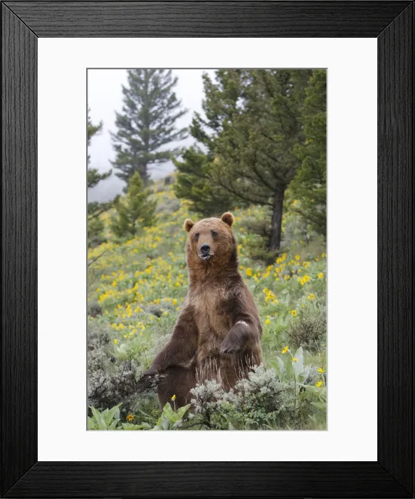 Framed Print : Grizzly bear - sitting. Montana - USA Framed Print : Grizzly bear - sitting. Montana - USA