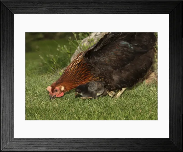 Framed Print : Chicken - Hen with chick in garden - Provence - France Framed Print : Chicken - Hen with chick in garden - Provence - France