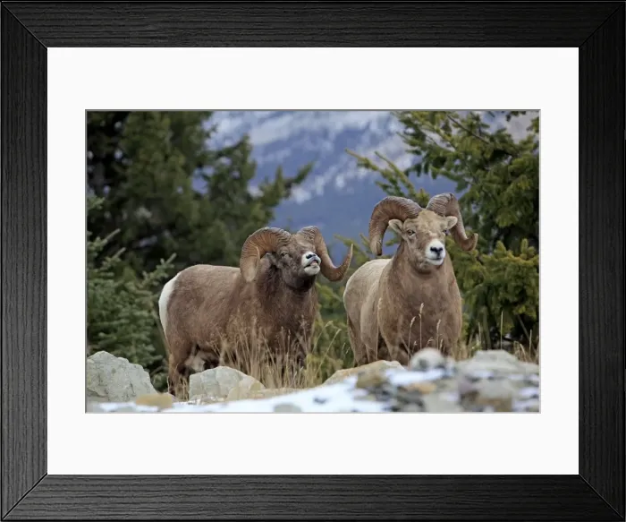 Framed Print : Rocky Mountain Bighorn Sheep. Jasper National Park - Alberta - Canada Framed Print : Rocky Mountain Bighorn Sheep. Jasper National Park - Alberta - Canada