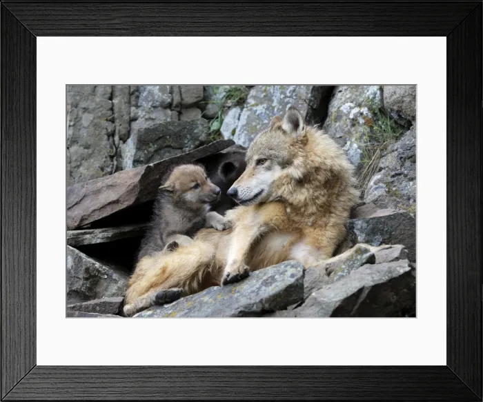 Framed Print : Grey / Timber Wolf - with babies 8 weeks old. Montana - USA Framed Print : Grey / Timber Wolf - with babies 8 weeks old. Montana - USA