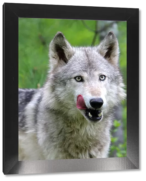 Grey  /  Timber Wolf. Minnesota - United States