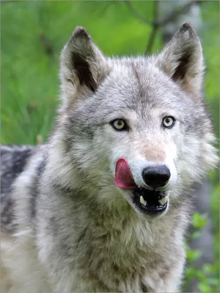 Grey  /  Timber Wolf. Minnesota - United States