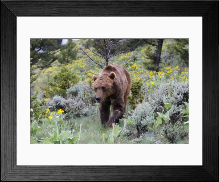 Framed Print : Grizzly bear. Montana - USA Framed Print : Grizzly bear. Montana - USA