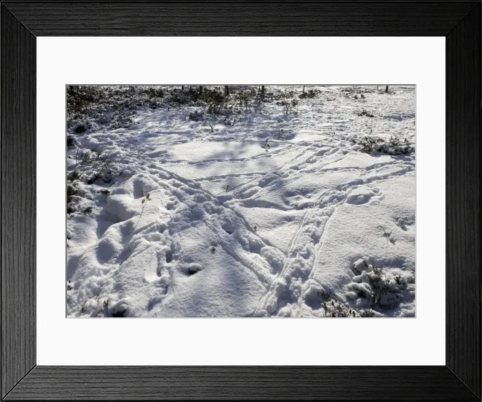 Framed Print : Capercaillie - tracks in snow. Kuhmo - Finland Framed Print : Capercaillie - tracks in snow. Kuhmo - Finland