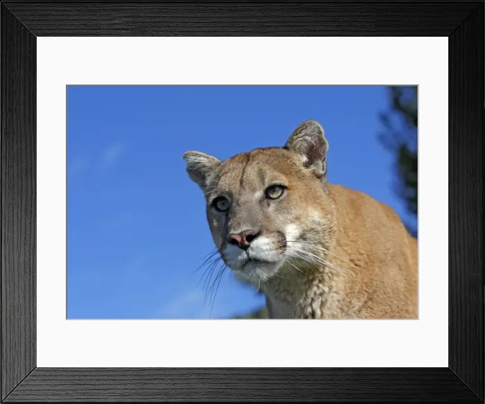 Framed Print : Cougar / Mountain Lion. Montana - USA Framed Print : Cougar / Mountain Lion. Montana - USA
