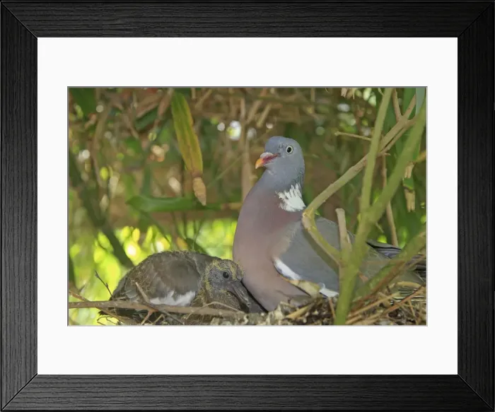 Framed Print : Wood pigeon - adult with chick. Slimbridge - UK Framed Print : Wood pigeon - adult with chick. Slimbridge - UK