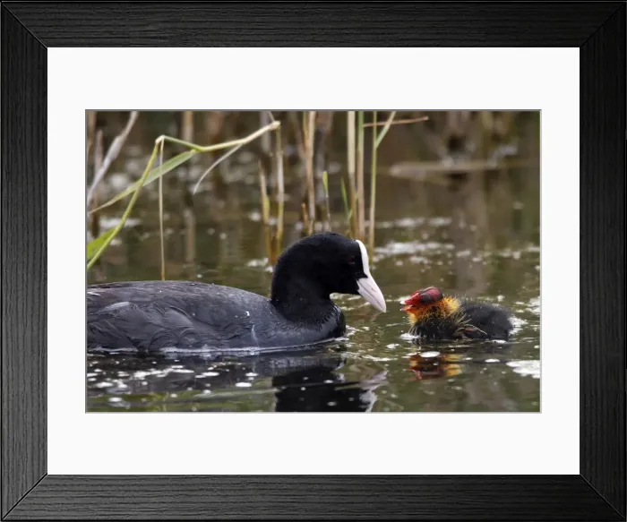 Framed Print : European Coot - with chick. Marquenterre Marsh - Bay of Somme - France Framed Print : European Coot - with chick. Marquenterre Marsh - Bay of Somme - France