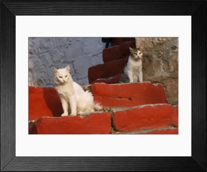 Framed Print : White & Tabby Cat - on red steps - Santorini Island - Greece Framed Print : White & Tabby Cat - on red steps - Santorini Island - Greece