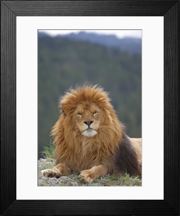 Framed Print : Barbary / Atlas / Nubian Lion. Extinct in wild Framed Print : Barbary / Atlas / Nubian Lion. Extinct in wild