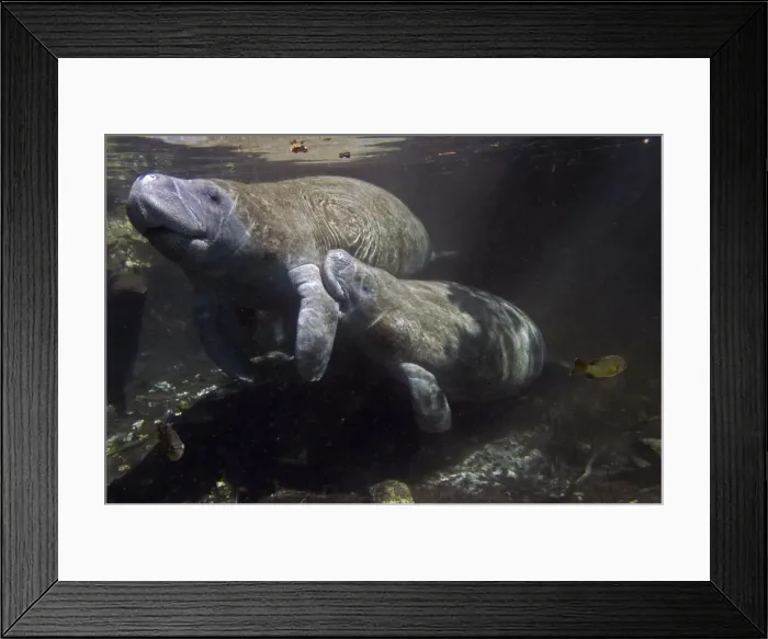 Framed Print : Manatee - calf suckling on the teat under her mothers flipper - Crystal River -Florida - USA Framed Print : Manatee - calf suckling on the teat under her mothers flipper - Crystal River -Florida - USA