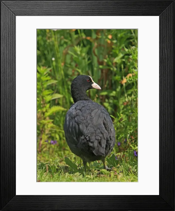 Framed Print : Common Coot. Slimbridge - UK Framed Print : Common Coot. Slimbridge - UK