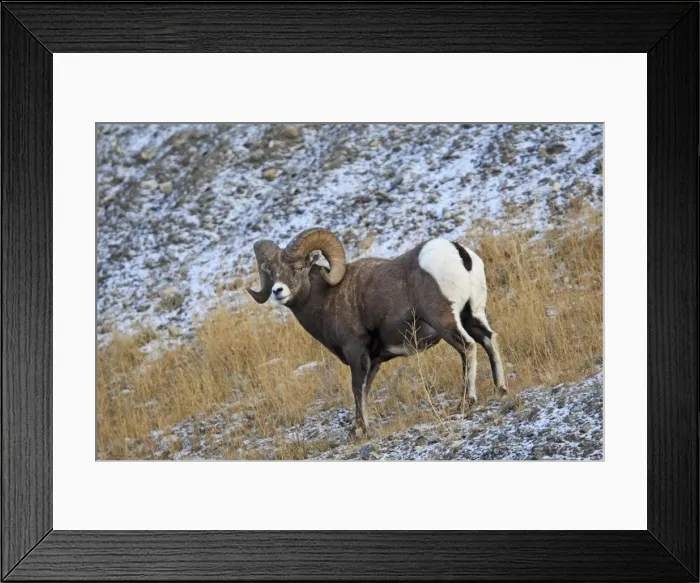 Framed Print : Rocky Mountain Bighorn Sheep. Jasper National Park - Rocky Mountains - Alberta - Canada Framed Print : Rocky Mountain Bighorn Sheep. Jasper National Park - Rocky Mountains - Alberta - Canada