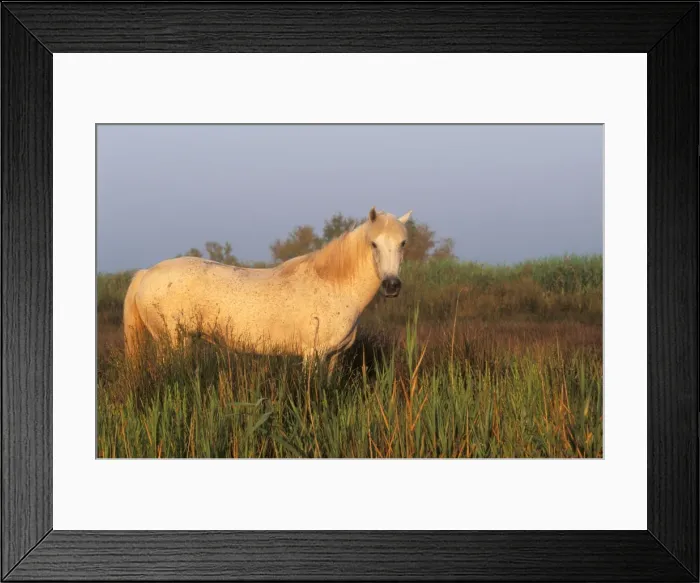 Framed Print : Camargue Horse - in reeds, late afternoon light Framed Print : Camargue Horse - in reeds, late afternoon light