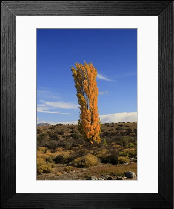 Framed Print : Tree in Autumn colours. Magallanes Peninsula - Patagonia - Argentina Framed Print : Tree in Autumn colours. Magallanes Peninsula - Patagonia - Argentina