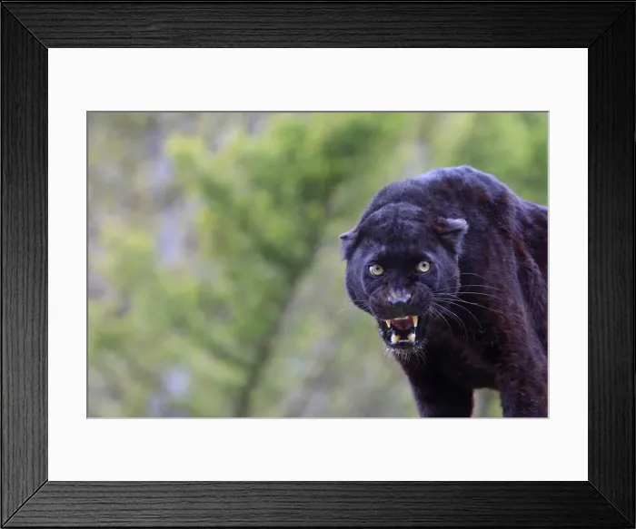 Framed Print : Black Leopard - snarling