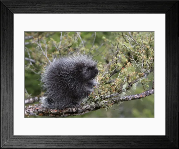 Framed Print : North American Porcupine - baby in tree. Montana - USA Framed Print : North American Porcupine - baby in tree. Montana - USA