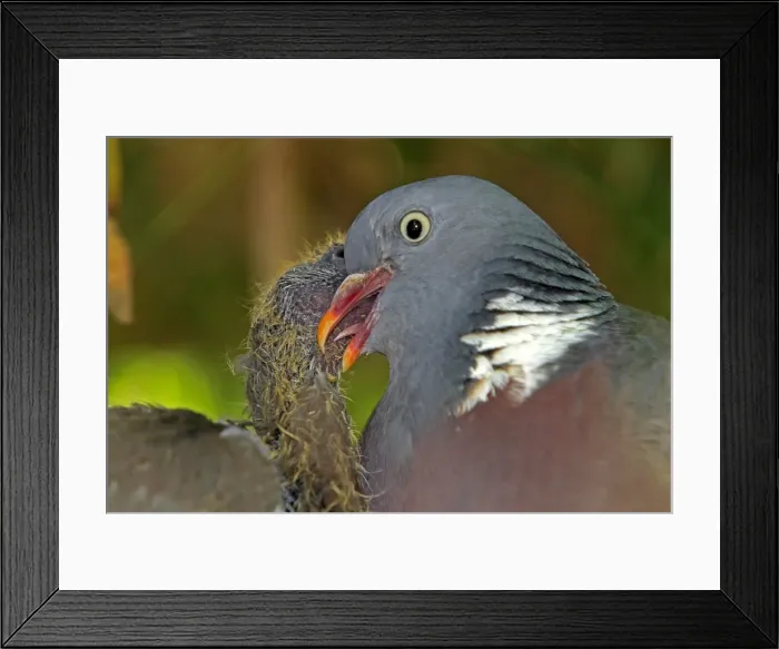 Framed Print : Wood pigeon - adult feeding chick. Slimbridge - UK Framed Print : Wood pigeon - adult feeding chick. Slimbridge - UK