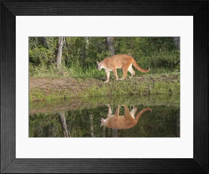 Framed Print : Cougar / Mountain Lion / Puma. Montana - United States Framed Print : Cougar / Mountain Lion / Puma. Montana - United States