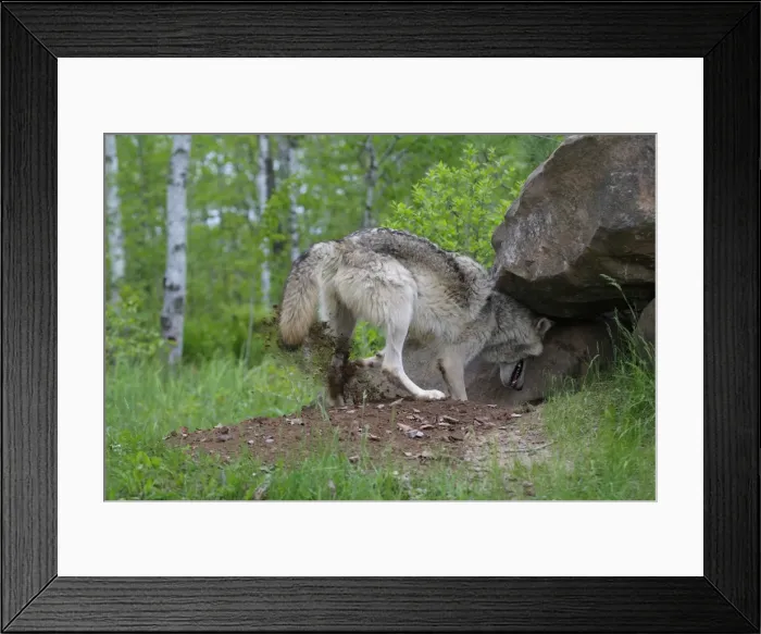 Framed Print : Grey / Timber Wolf - digging. Minnesota - United States Framed Print : Grey / Timber Wolf - digging. Minnesota - United States