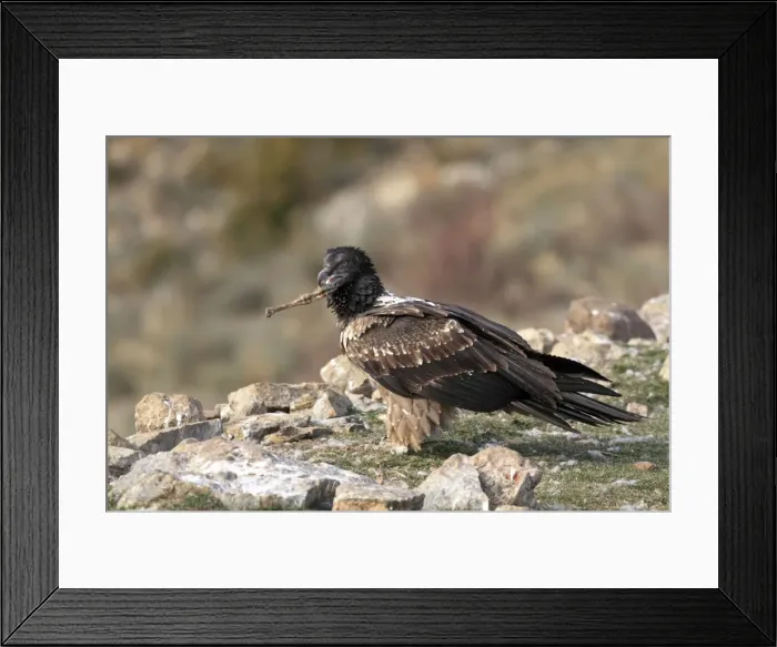 Framed Print : Lammergeier  /  Bearded Vulture - immature with food at feeding station. Pyrenees - Spain