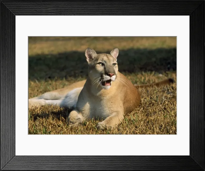 Framed Print : Cougar / Mountain Lion / Puma - USA
Latin formerly Felis concolor Framed Print : Cougar / Mountain Lion / Puma - USA
Latin formerly Felis concolor