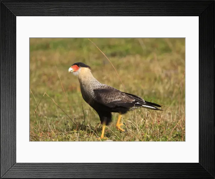 Framed Print : Crested Caracara. Magallanes Peninsula - Patagonia - Argentina Framed Print : Crested Caracara. Magallanes Peninsula - Patagonia - Argentina