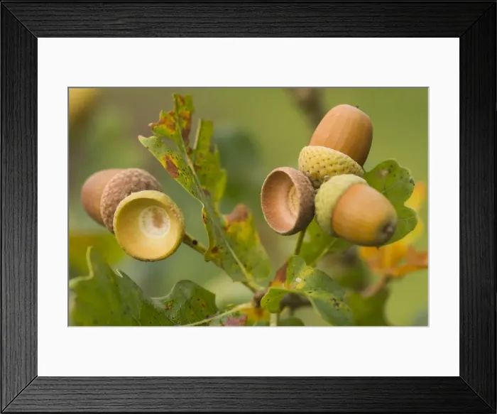 Framed Print : Oak Acorns Framed Print : Oak Acorns