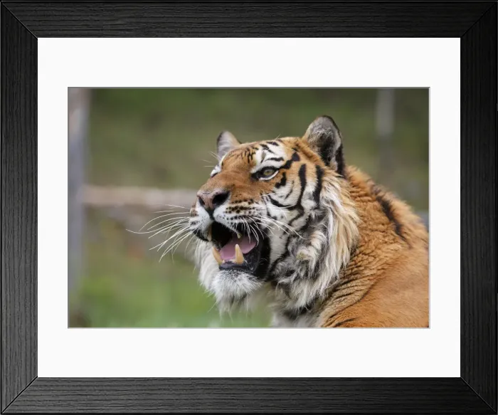 Framed Print : Siberian Tiger - with Jacobson's organ, which is an auxiliary olfactory sense organ to detect female in heat Framed Print : Siberian Tiger - with Jacobson's organ, which is an auxiliary olfactory sense organ to detect female in heat
