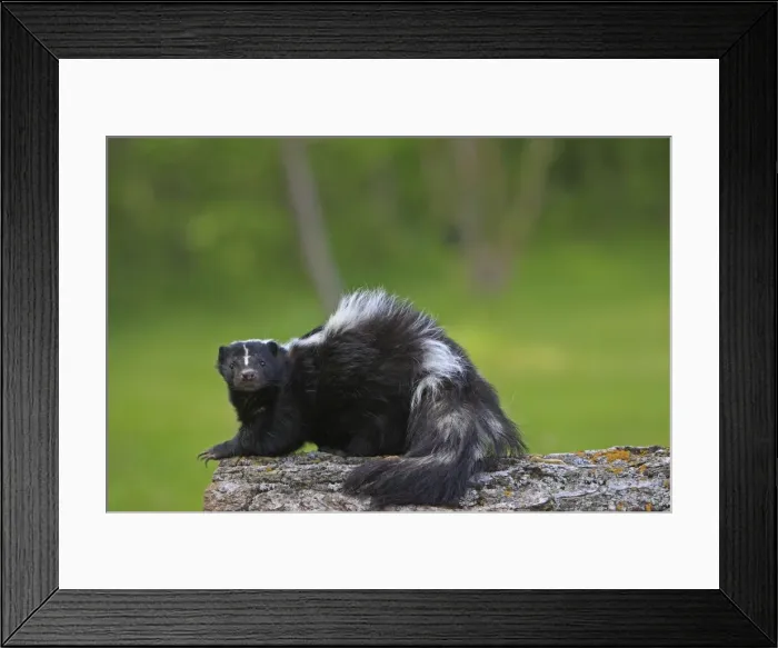 Framed Print : Striped Skunk. Minnesota - United States Framed Print : Striped Skunk. Minnesota - United States