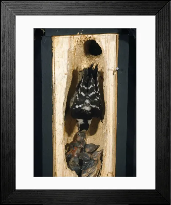 Framed Print : Lesser-spotted Woodpecker - cross section of tree into nest with adult feeding young Framed Print : Lesser-spotted Woodpecker - cross section of tree into nest with adult feeding young