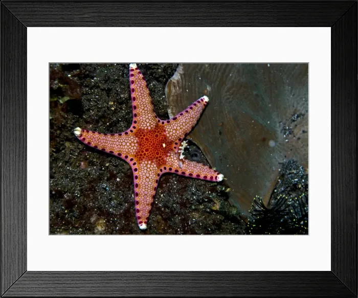Framed Print : Starfish with Nudibranch (Chromodorididae-reliable chromodoris) - small nudibranch that has many ways of diplaying the same colours and patterns crawls over starfish - Indonesia Framed Print : Starfish with Nudibranch (Chromodorididae-reliable chromodoris) - small nudibranch that has many ways of diplaying the same colours and patterns crawls over starfish - Indonesia