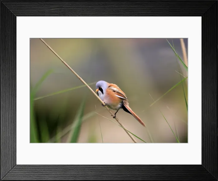 Framed Print : Bearded Tit - on reeds. Pensthorpe - Norfolk - UK Framed Print : Bearded Tit - on reeds. Pensthorpe - Norfolk - UK