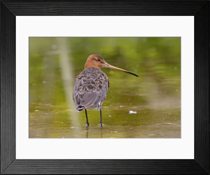 Framed Print : Black-tailed Godwit Framed Print : Black-tailed Godwit
