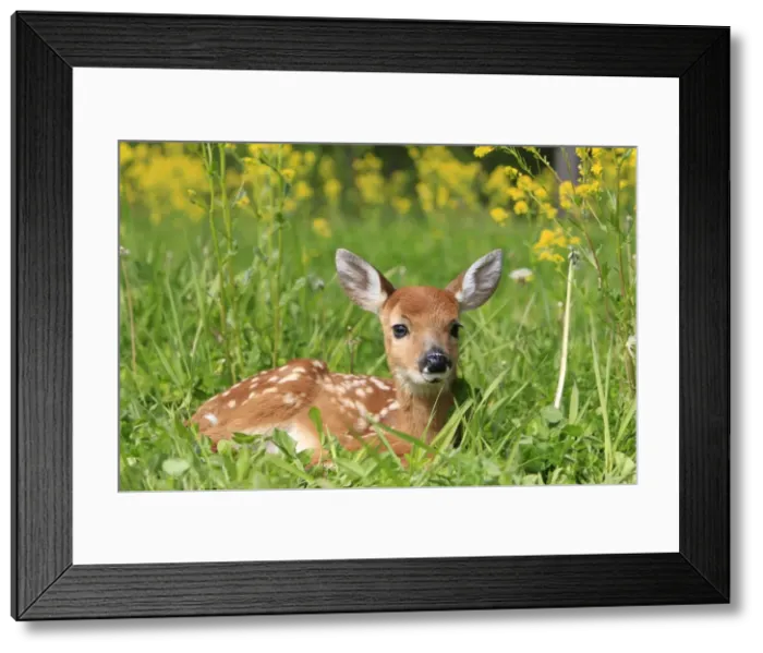 Framed Print : White-tailed Deer - fawn. Minnesota - United States