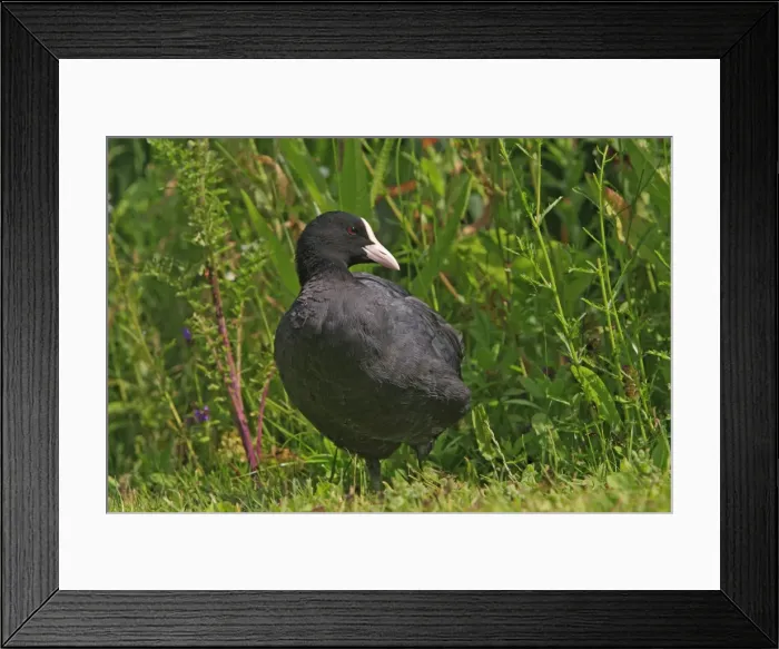 Framed Print : Common Coot. Slimbridge - UK Framed Print : Common Coot. Slimbridge - UK