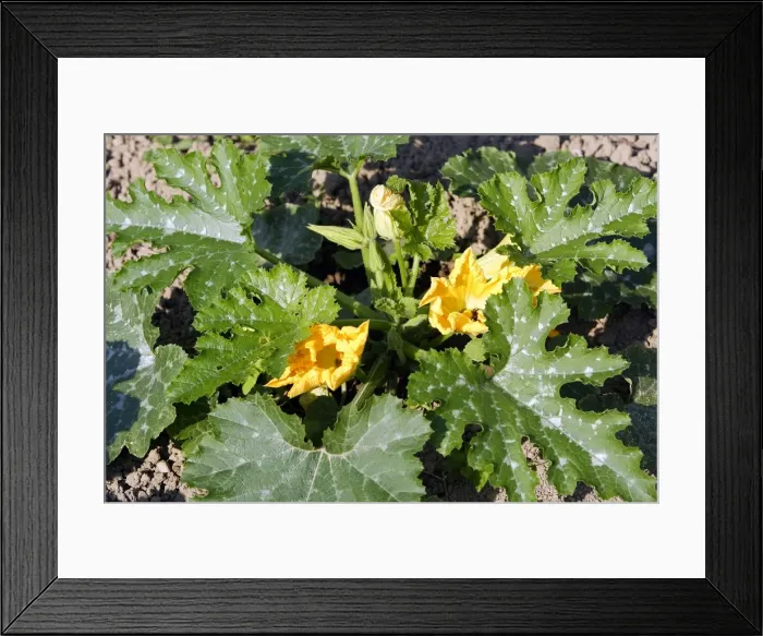 Framed Print : courgette / Zucchini / Italian squash - in flower Framed Print : courgette / Zucchini / Italian squash - in flower