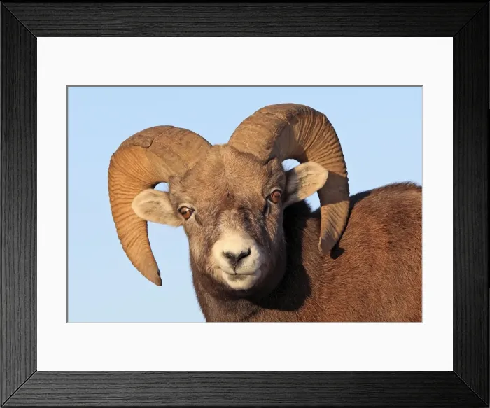 Framed Print : Rocky Mountain Bighorn Sheep. Jasper National Park - Rocky Mountains - Alberta - Canada Framed Print : Rocky Mountain Bighorn Sheep. Jasper National Park - Rocky Mountains - Alberta - Canada