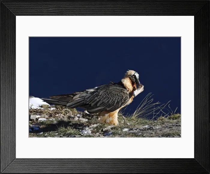 Framed Print : Lammergeier / Bearded Vulture. Pyrenees - France / Europe Framed Print : Lammergeier / Bearded Vulture. Pyrenees - France / Europe