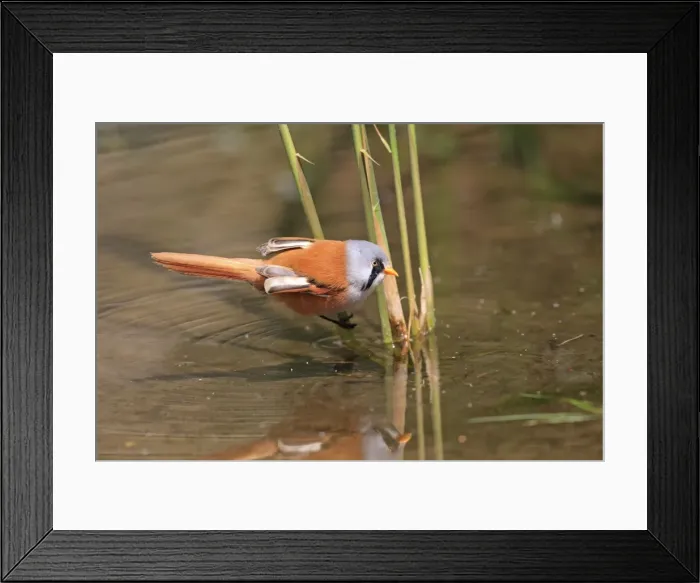 Framed Print : Bearded Tit. Pensthorpe - Norfolk - UK Framed Print : Bearded Tit. Pensthorpe - Norfolk - UK